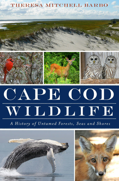 Cape Cod Wildlife: